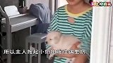 主人抱起小奶狗就往锅里扔，没想到狗妈妈做了这种事，太感人了！
