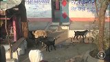 印度女人的真实生活，拍摄于印度旅游小城镇