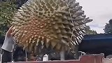 超大个榴莲，我简直不敢相信