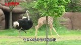你瞅瞅我老公 学点什么不好 非要学人家做红烧肉