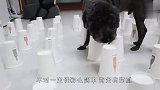 200个纸杯却只有5个里面放吃的，狗子能找到吗？结局笑爆了