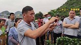 了解柑橘枝梢生长特性，修剪才能事半功倍，专家传授经验