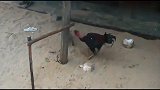 公鸡与猴子干起来了，凶悍的打斗，这是猴子有生以来最耻辱一战！