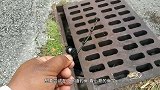 国外小哥用小鱼做鱼饵在下水道钓鱼，没想到还真钓到大鱼了