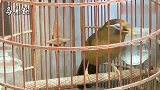 画眉鸟叫声：眼水清澈，叫声洪亮，让人身心放松，太好听了