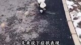汪星人腿突然瘸了，可能是髌骨脱位。要注意