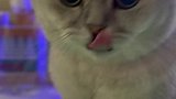 这么可爱的小猫咪银渐层