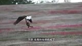 老鹰欲捕食小豹子，不料被豹妈妈看穿，下一秒老鹰都要气炸了