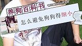 避免狗狗细小还是要从根本解决 细小  狗