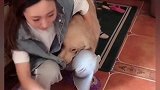 小金毛拆家后躲进女主人怀里，让人不忍责怪它！