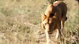 赛拉提雄狮试图杀死黑手党联盟后代幼崽—遭到母狮强烈反抗