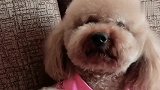主人让狗狗叫妈妈，接下来这小声音真是没谁了