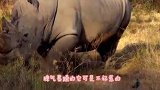 犀牛一个侧身将水牛掀翻，水牛瞬间怒了，接下来是这样