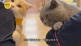 猫放开我，我还没有孩子，你们不能这样对我年度搞笑沙雕派对