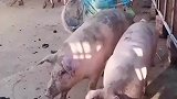 300斤的猪也逃不过大哥的编织袋