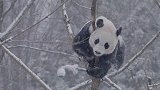市区突然惊现一只“狮子”，吓得人们四处逃窜，镜头记录全过程！