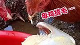 母鸡拔毛，我怎么看着像二舅呢