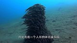 海底行走的“鱼人”，你见过吗？看得让人头皮发麻！
