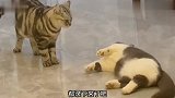 看它这表情，它好像很惊讶自己是只猫