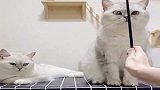猫咪：不就是斗鸡眼吗谁不会似的，看好了