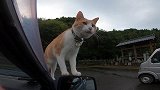 一只可爱的小橘猫跑到我的车子上