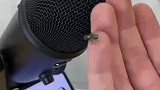 苍蝇的这个曲目你喜欢么