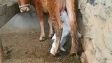 我也来尝尝新鲜牛奶，哈哈！