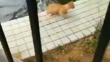 猫：你干啥呢，都把我吓进水里了！