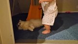 当长毛猫躺下碰上粘人又难缠的宝宝，猫咪内心崩溃又无奈！
