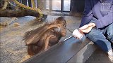 游客给猩猩变魔术，猩猩反应超搞笑！