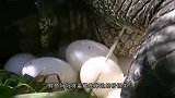 巨蜥偷鳄鱼蛋吃，不料被鳄鱼妈妈发现了，最后的结局会如何