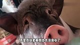 老板你不是给我说这是小香猪吗，怎么长这么大