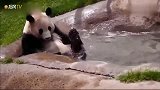 大熊猫：本宝宝要溺水了!快来人啊救命