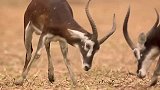 公羚羊撞死同伴，刚想找母羚羊炫耀，不料意外发生了！