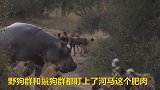 鬣狗群和野狗群都想围杀河马，河马太难了