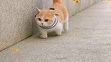 有些顺拐猫顺着顺着就长大了～挑战全网第一搓脚猫 爱宠治愈季 萌宠新春出道