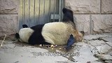 熊猫第一次当妈，整日“生无可恋”的表情，熊猫：救救我吧！