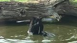 惊奇！英国动物园一黑熊像人类一样拿布洗澡，视频引发网友热议