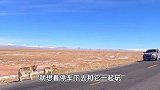女子青海旅行把狼当狗，下车想去撸，过路司机：那是狼，快上车！