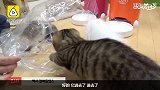 萌！铲屎官示范如何用袋子绑架猫咪