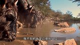 大象正在喝水，雄狮经过打量后，决定干一票大的！
