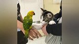 猫咪第一次见到鹦鹉，它们的反应差竟然是这样