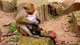 猴妈疯狂无情的暴打小猴子，看完都觉得小猴该打，反倒同情母猴？