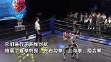 国产机器人格斗首秀！女机器人击倒对手拍臀挑衅，有裁判无辜被打