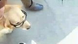 “狗腿子”牵狗上街雷人！