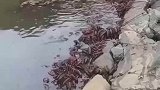 锅已经架好了，龙虾在哪
