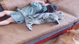 这个小祖宗一睡着，小狗和小猫就成了这样，小猫比狗还贴心！