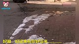 金毛去买火腿肠，老板少找五分钱，金毛的举动太逗了，就是个财迷