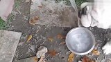 斗牛犬喝水的样子，主人都看不下去，能不能斯文点