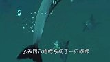 两只海豚把河豚当成皮球，你一下我一下的传球，玩的可开心了
